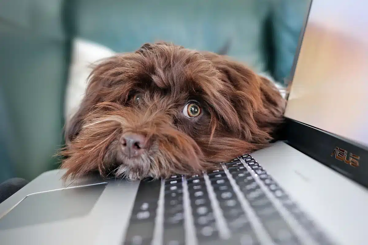 Open laptop showing film reviews and ratings